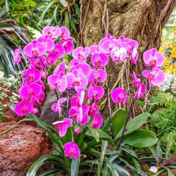 Image of Phalaenopsis tigris