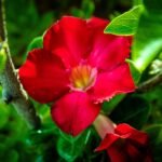 Adenium Blood Red Flower Plant