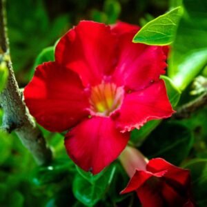 Image of Adenium Blood Red Flower Plant