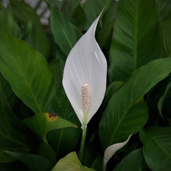 Peace Lily - Image 4