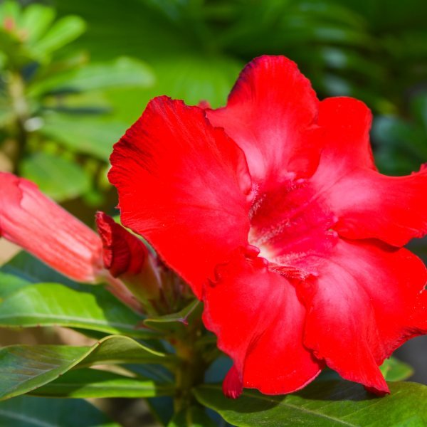 Image of Adenium Red Flower Plant