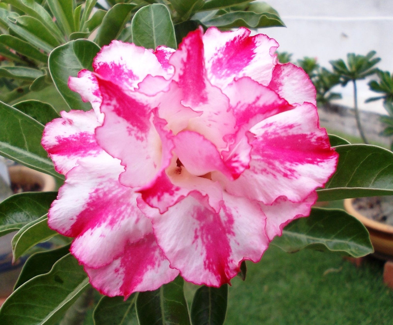 Image of Adenium Nargis Flowering plant