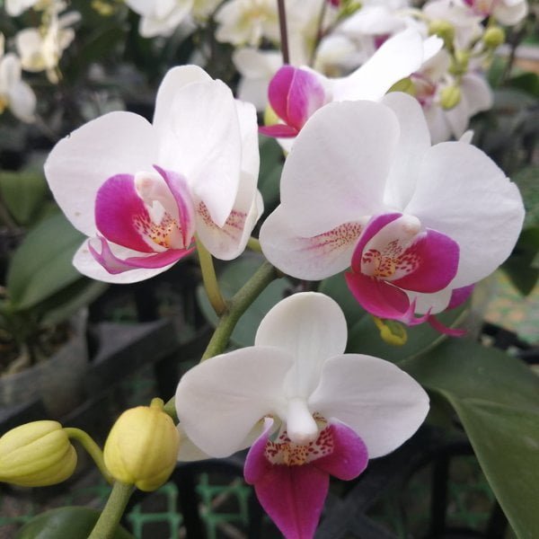 Image of Phalaenopsis winterlove