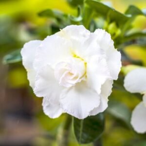 Image of White Adenium Plant