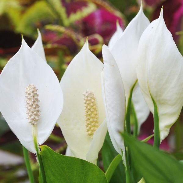 Peace Lily - Image 5