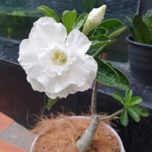 Image of White Adenium Plant