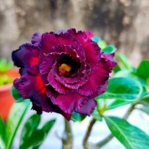 Image of Adenium hassadee Thep