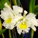 Image of Blc.Burdekin Wonder _Lakeland_ Cattleya