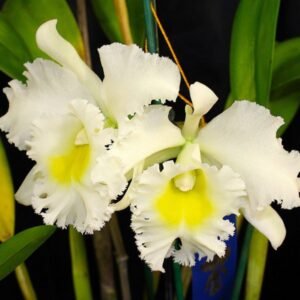 Image of Blc.Burdekin Wonder _Lakeland_ Cattleya