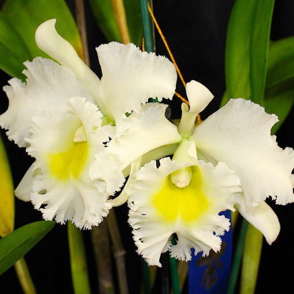 Image of Blc.Burdekin Wonder _Lakeland_ Cattleya
