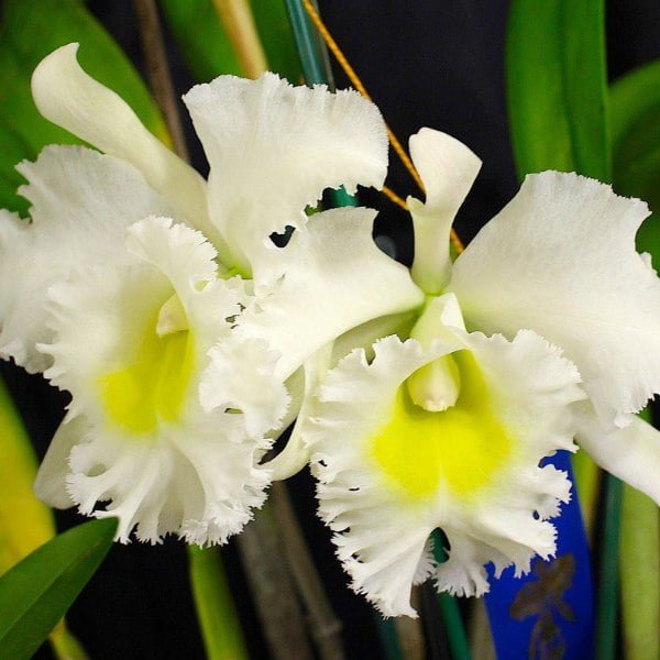 Image of Blc.Burdekin Wonder _Lakeland_ Cattleya