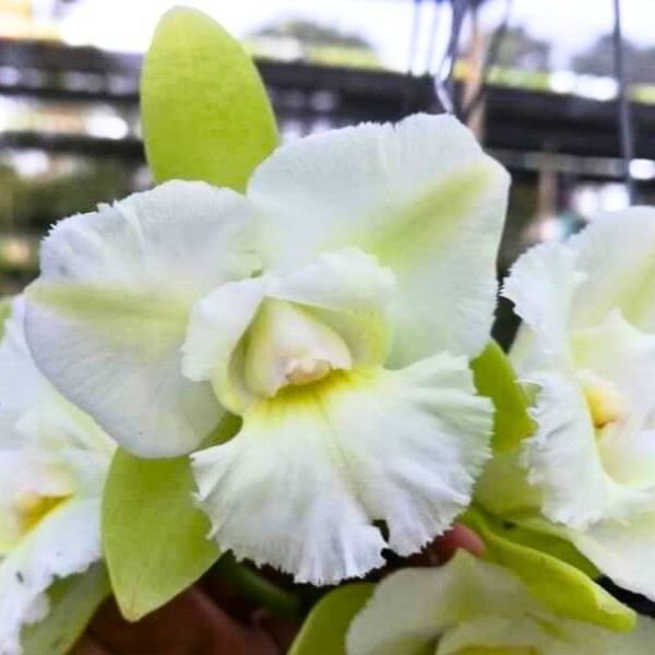 Image of Cattleya Siam Jade