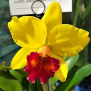 Image of C. Crystelle Smite X Little Toshie