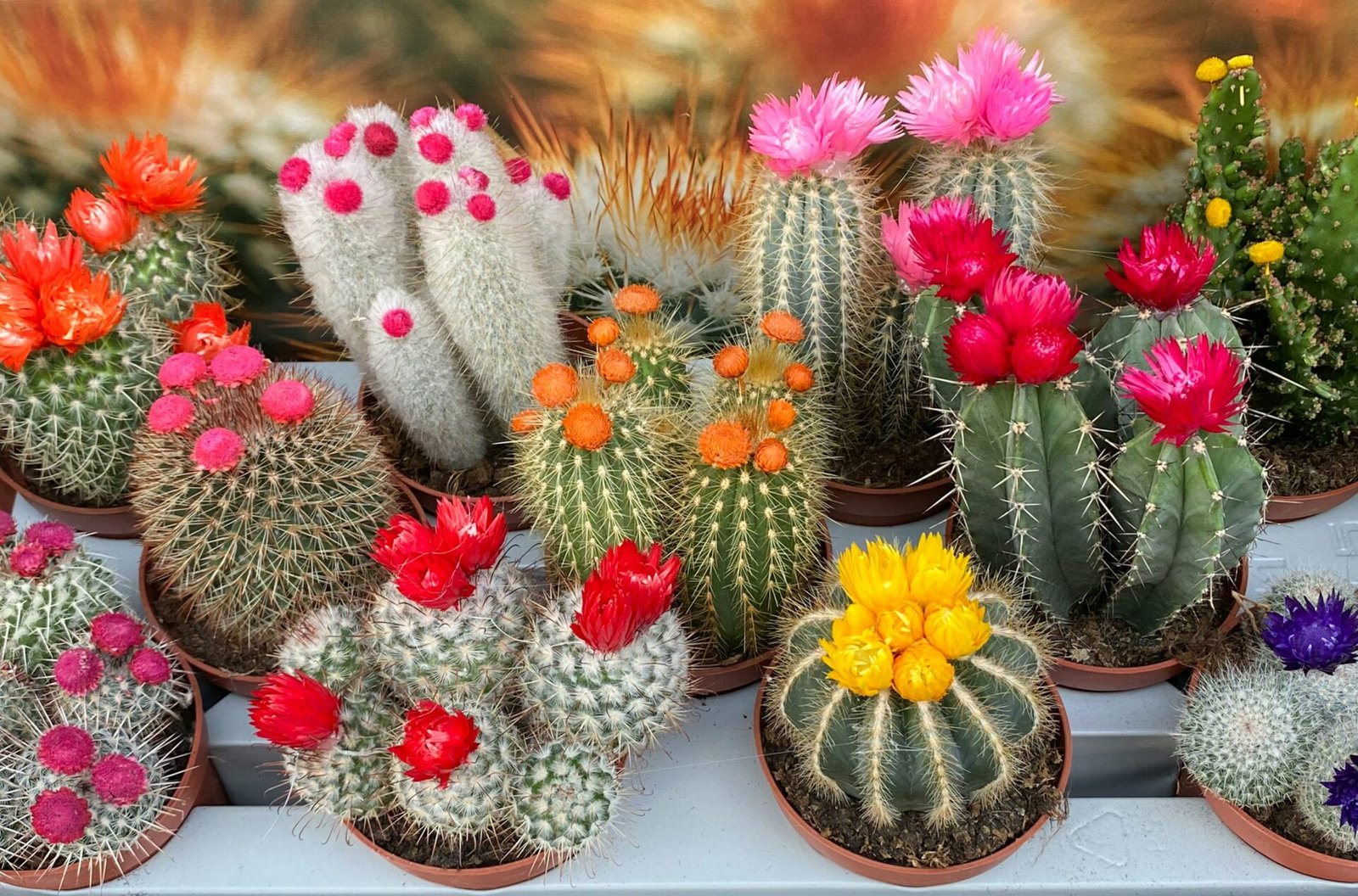 Cactus Plant