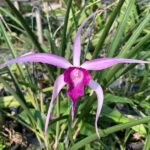 Image Of Cattleya Bc.Amethyst