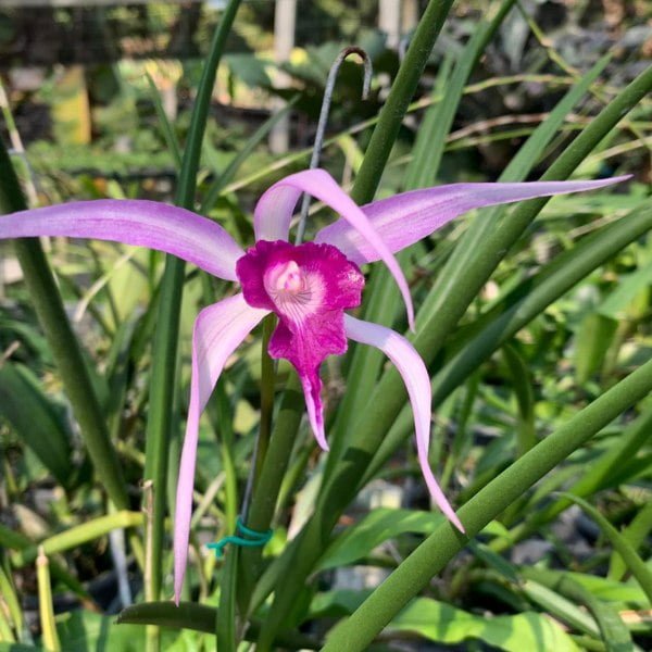 Image of Cattleya Bc.Amethyst