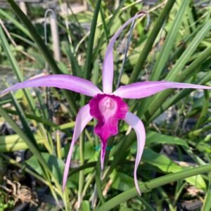 Image Of Cattleya Bc.Amethyst