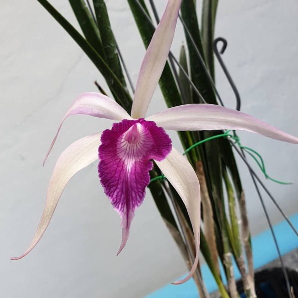 Image of Cattleya Bc.Amethyst