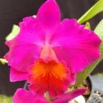 Image of Cattleya Blc. George Suzuki