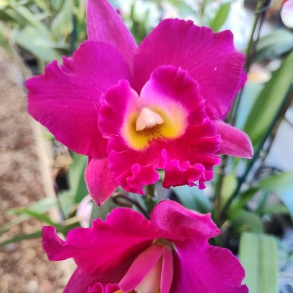 Image of Cattleya Blc. George Suzuki