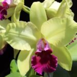 Image of Cattleya Blc.Crowfield _Mendenhal
