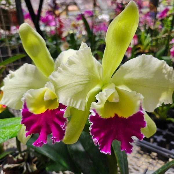 Image of Cattleya Blc.Crowfield _Mendenhal