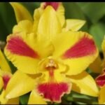 Image of Cattleya Burana Beauty
