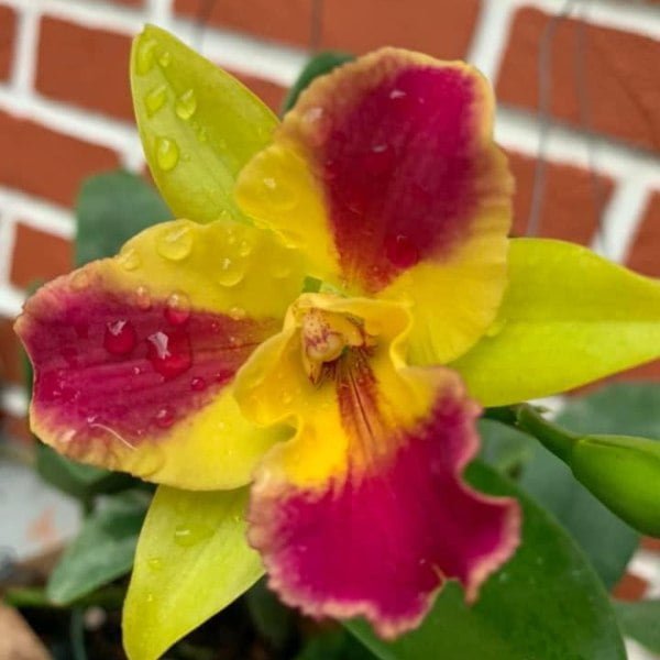 Image of Cattleya Burana Beauty