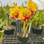 Image of Cattleya Chomthong Delight Plant