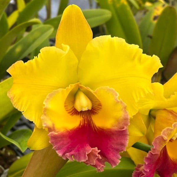 Image of Cattleya Chomthong Delight Plant