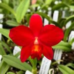Image of Cattleya Hey Song Plant