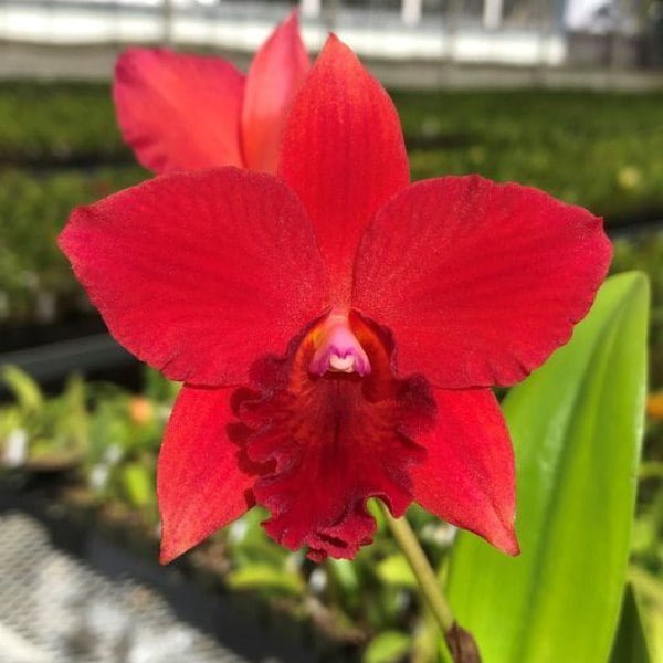 Image of Cattleya Hey Song Plant