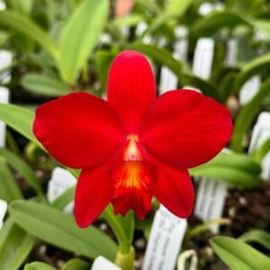 Image of Cattleya Hey Song Plant
