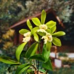 Image of Cattleya Jiminy Cricket X Netrasiri Beauty plant