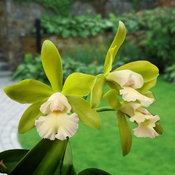 Image of Cattleya Jimminey Cricket X Netrasiri Beauty plant