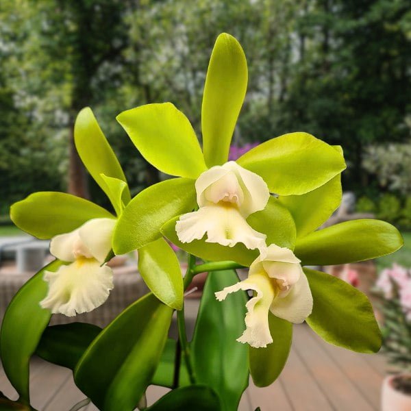 Image of Cattleya Jimminey Cricket X Netrasiri Beauty plant