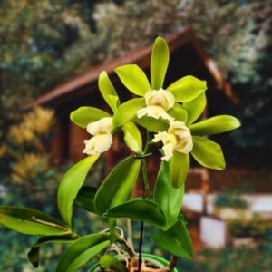 Image of Cattleya Jiminy Cricket X Netrasiri Beauty plant