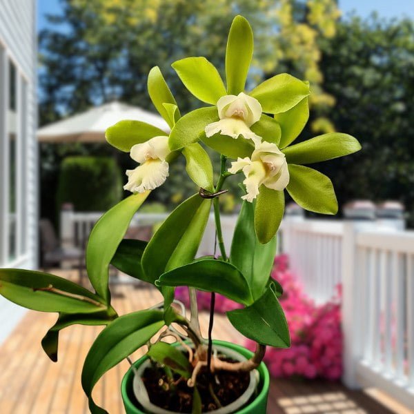 Image of Cattleya Jimminey Cricket X Netrasiri Beauty plant