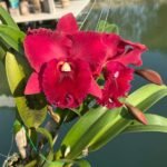 Image of Cattleya Nakornchaisri Red Plant