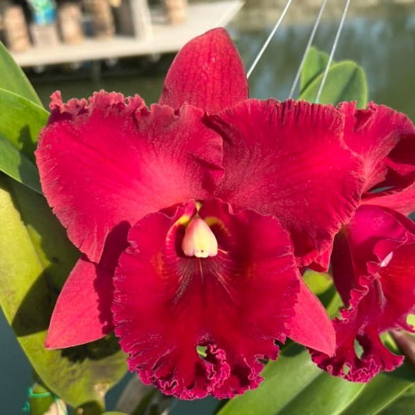 Image of Cattleya Nakornchaisri Red Plant