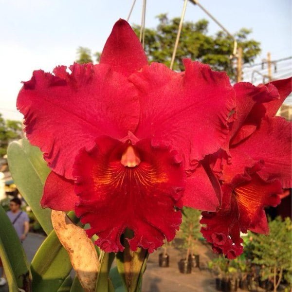 Image of Cattleya Nakornchaisri Red Plant