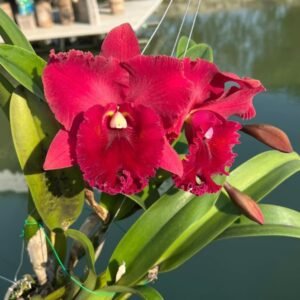 Image of Cattleya Nakornchaisri Red Plant