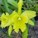 Image of Cattleya Port of paradise plant