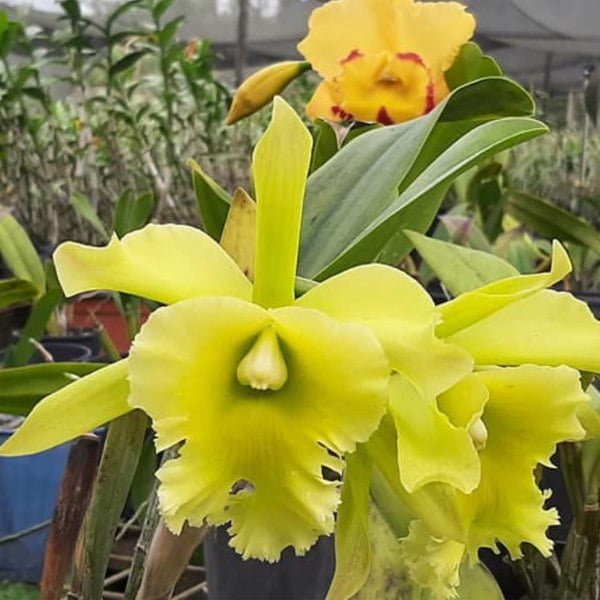 Image of Cattleya Port of paradise plant