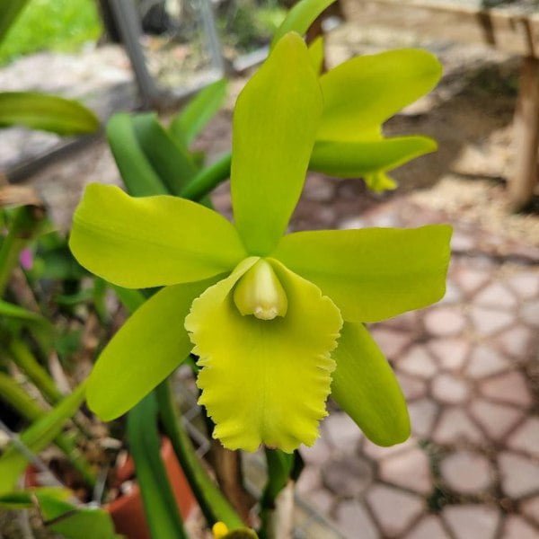 Image of Cattleya Port of paradise plant