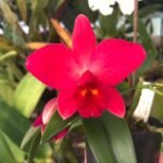 Image of Cattleya Pot.kozo's skarlet_Vieni