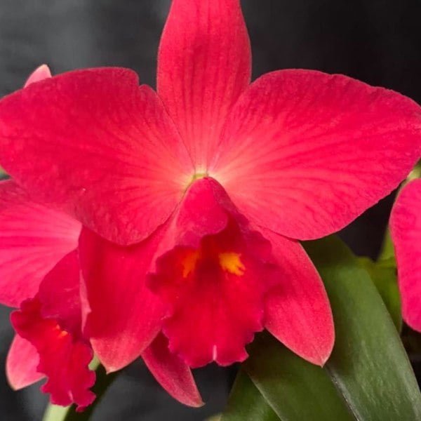 Image of Cattleya Pot.kozo's skarlet_Vieni