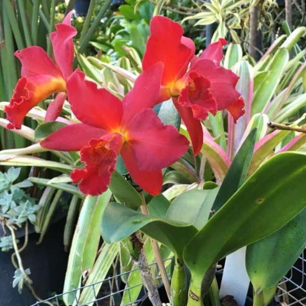 Image of Cattleya (lc.) Mini Red Dragon Plant