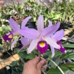 Image of Cattleya Princess pink plant
