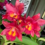 Cattleya (lc.) Mini Red Dragon Plant